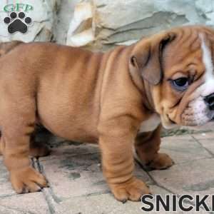Snickers, English Bulldog Puppy