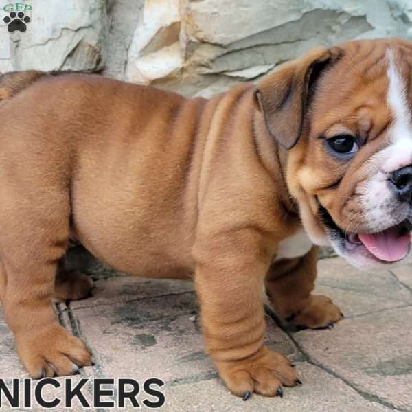 Snickers, English Bulldog Puppy