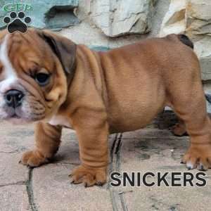 Snickers, English Bulldog Puppy