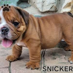 Snickers, English Bulldog Puppy