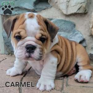 Carmel, English Bulldog Puppy