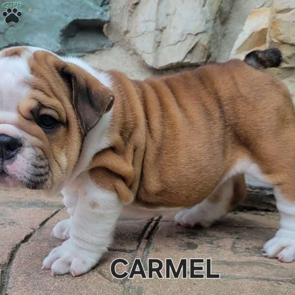 Carmel, English Bulldog Puppy