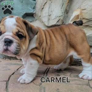 Carmel, English Bulldog Puppy
