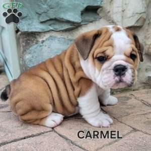Carmel, English Bulldog Puppy