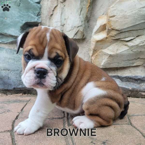 Brownie, English Bulldog Puppy