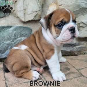 Brownie, English Bulldog Puppy