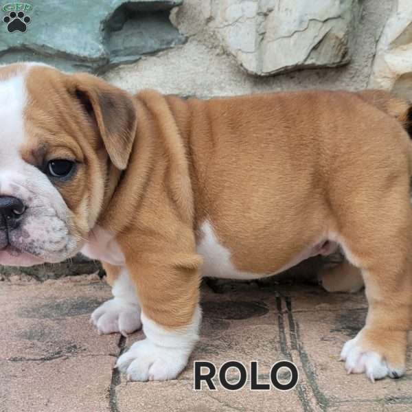 Rolo, English Bulldog Puppy