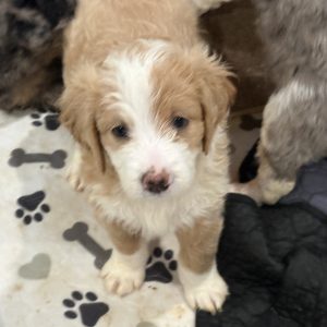 Mina’s Elite Miniature Golden Mountain Doodles,  Breeder