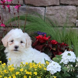 Sylvia Weaver,  Breeder