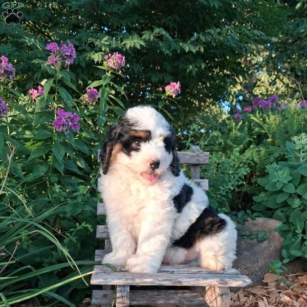 Chase, Mini Bernedoodle Puppy