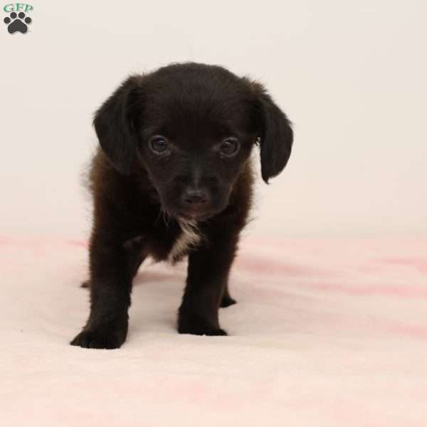 Jalinda, Jack-a-poo Puppy
