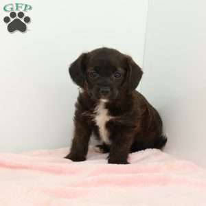 Jessica, Jack-a-poo Puppy