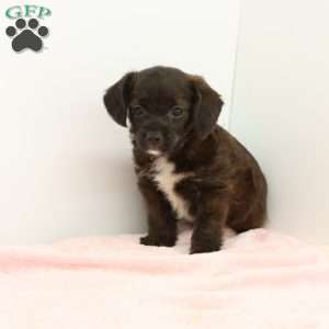 Jessica, Jack-a-poo Puppy