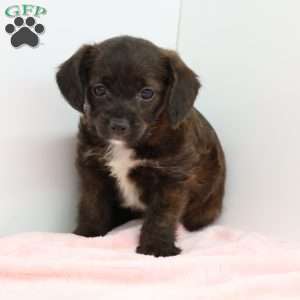 Jessica, Jack-a-poo Puppy