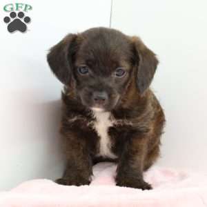 Jessica, Jack-a-poo Puppy