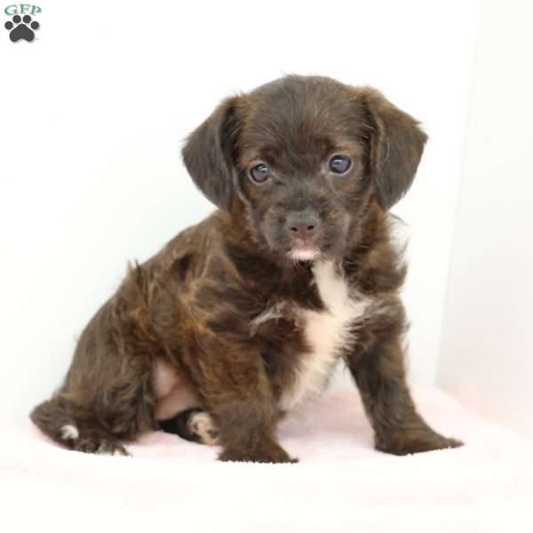 Jessica, Jack-a-poo Puppy