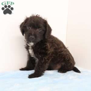 James, Jack-a-poo Puppy