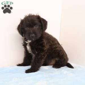 James, Jack-a-poo Puppy