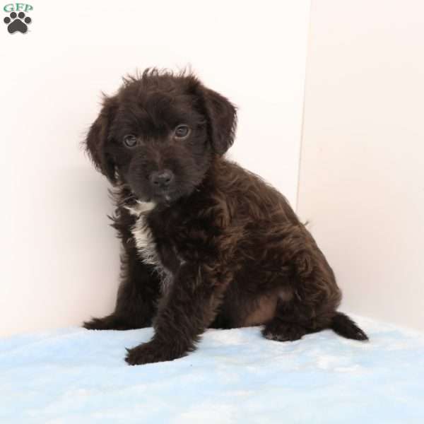 James, Jack-a-poo Puppy