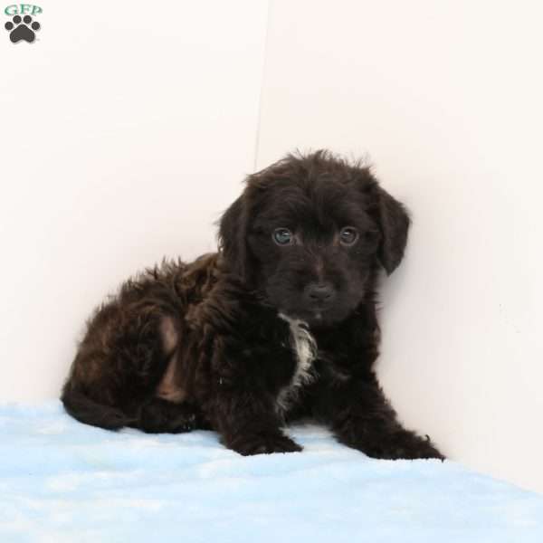 James, Jack-a-poo Puppy