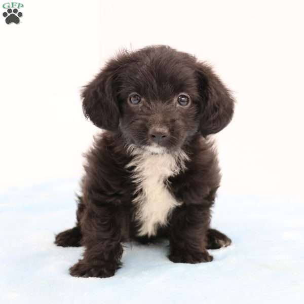 Jason, Jack-a-poo Puppy