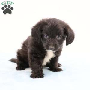 Jason, Jack-a-poo Puppy