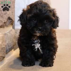 Sheila, Shih-Poo Puppy