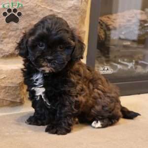 Sheila, Shih-Poo Puppy