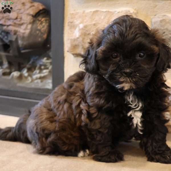 Sheila, Shih-Poo Puppy