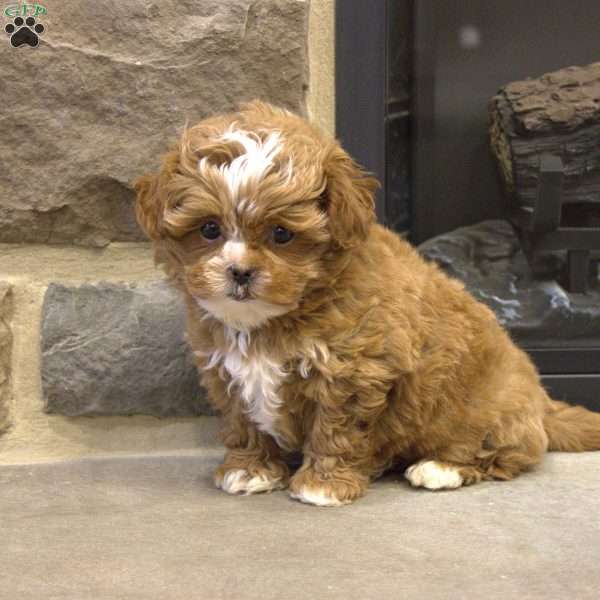Samantha, Shih-Poo Puppy