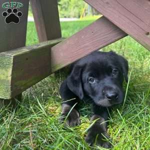 Boss, Black Labrador Retriever Puppy