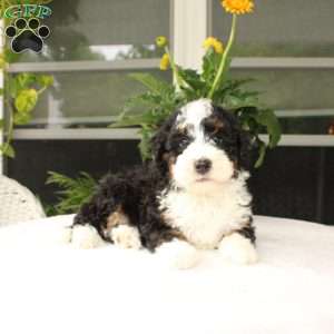 Blake, Mini Bernedoodle Puppy