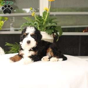 Benny, Mini Bernedoodle Puppy
