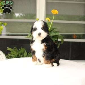 Baxter, Mini Bernedoodle Puppy