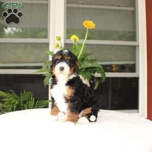 Bella, Mini Bernedoodle Puppy