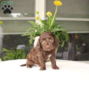 Ace, Mini Goldendoodle Puppy
