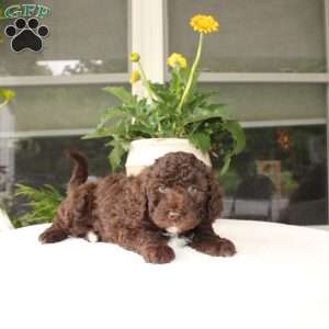 Ava, Mini Goldendoodle Puppy