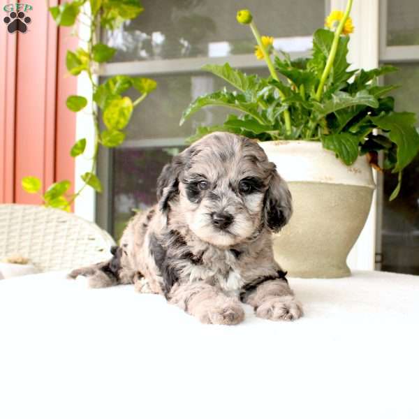 Abby, Mini Goldendoodle Puppy