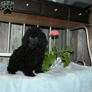Carter, Miniature Poodle Puppy