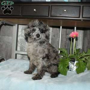 Cally, Miniature Poodle Puppy