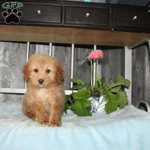 Oliver, Mini Aussiedoodle Puppy