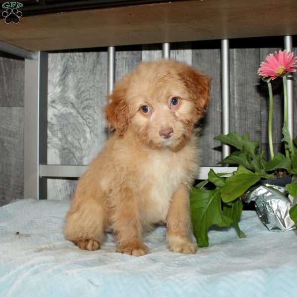 Opalite, Mini Aussiedoodle Puppy