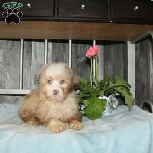 Ophelia, Mini Aussiedoodle Puppy
