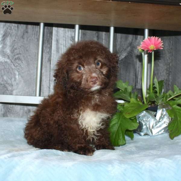 Opie, Mini Aussiedoodle Puppy