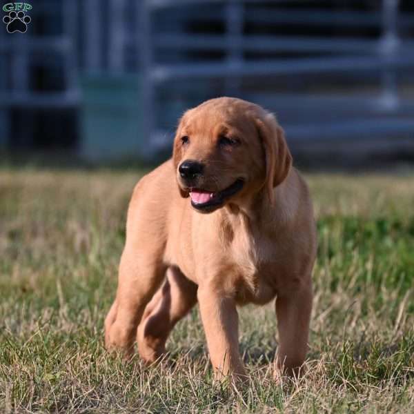 Denzel, Fox Red Labrador Retriever Puppy