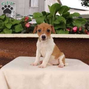 Karina, Jack Russell Terrier Puppy