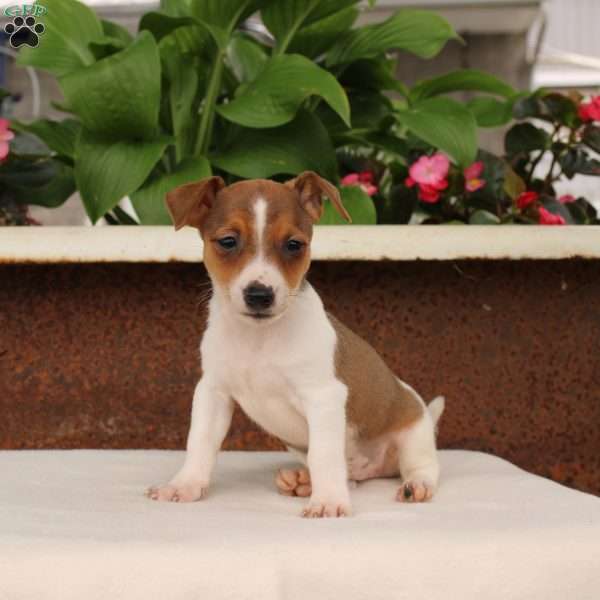 Kenny, Jack Russell Terrier Puppy