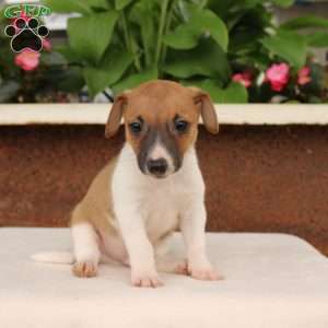 Kevin, Jack Russell Terrier Puppy