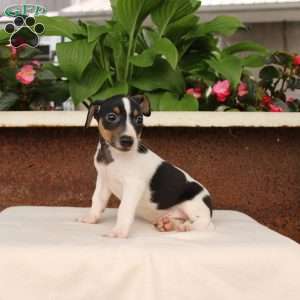 Kelly, Jack Russell Terrier Puppy
