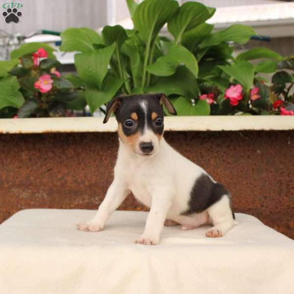 Ken, Jack Russell Terrier Puppy